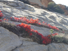 Castilleja scabrida scabrida