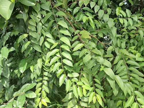 Embelia ribes observed 2026-01-18
