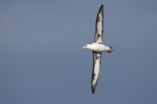 Laysan Albatross (Phoebastria immutabilis), photo 9