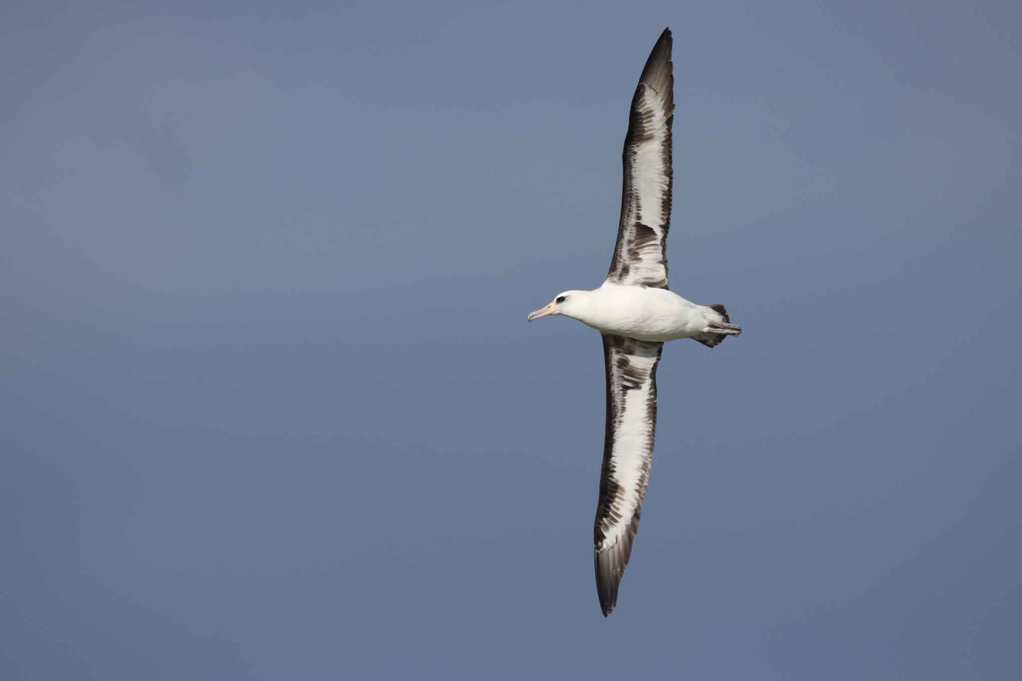 Laysan Albatross (Phoebastria immutabilis), photo 7
