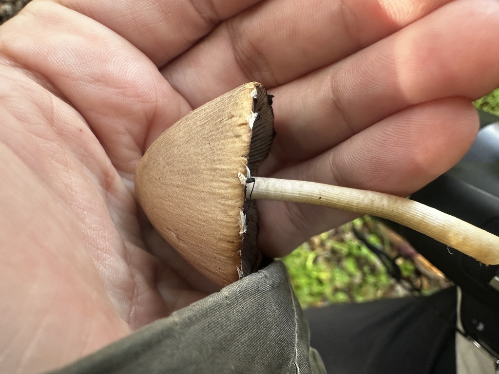 Psathyrella longipes · January 2026 · photo: © katrinamccollough (iNaturalist, cc0)