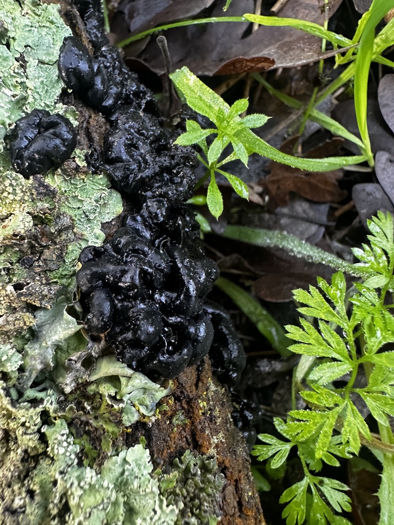 Exidia glandulosa · January 2026 · photo: © katrinamccollough (iNaturalist, cc0)