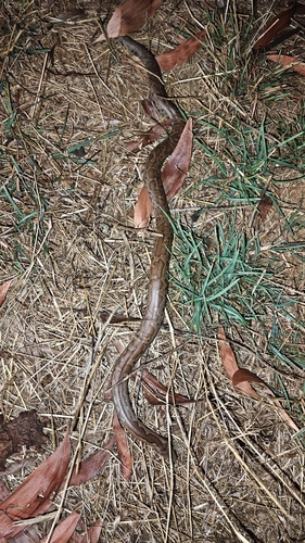 Whitaker’s sand boa