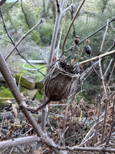 Western Spicebush winter