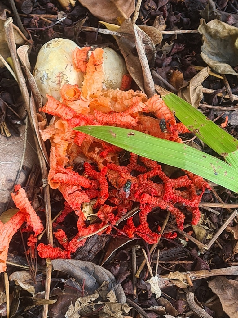 Colus pusillus · January 2026 · photo: © scottwgavins (iNaturalist, cc-by)