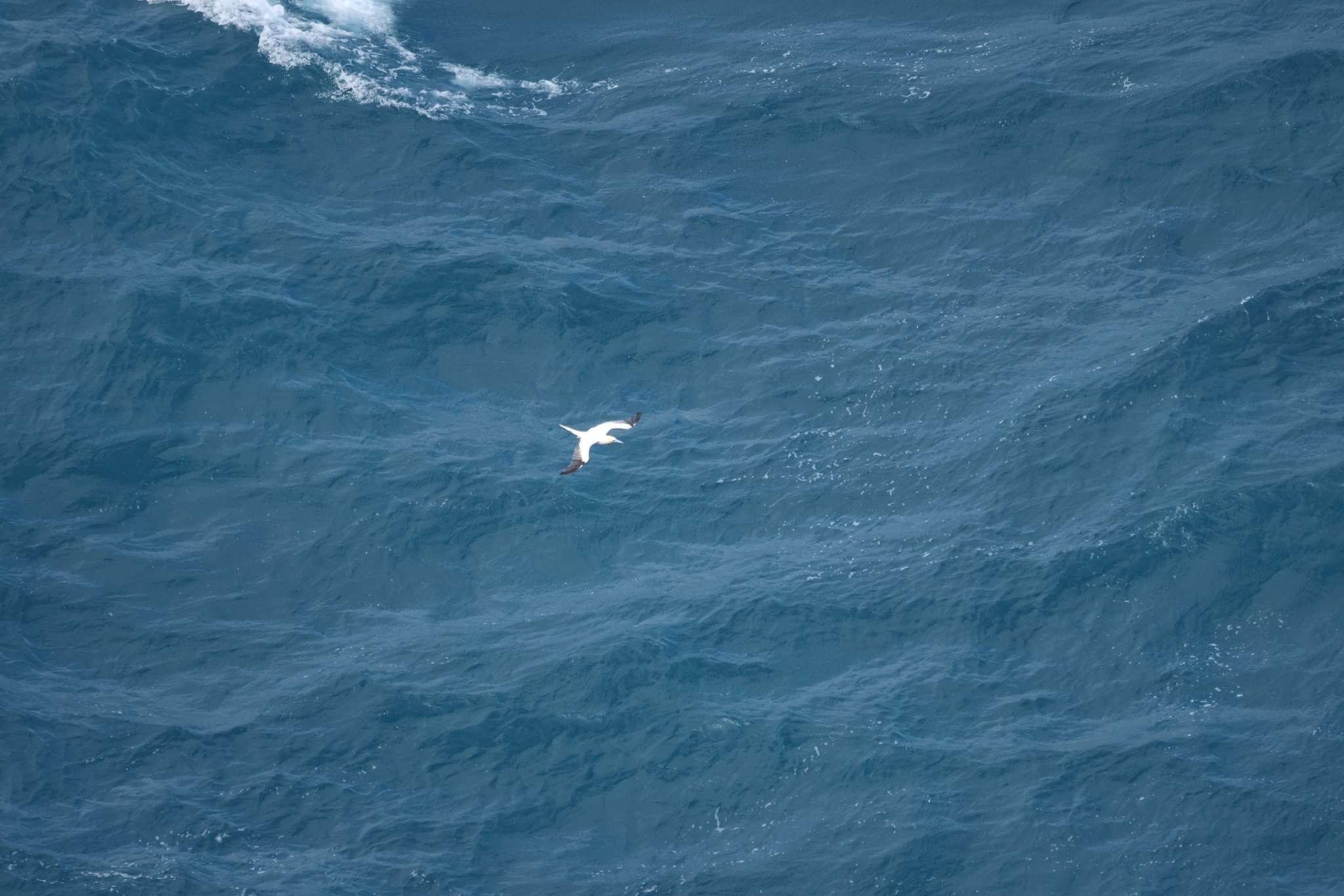Red-footed Booby (Sula sula), photo 7
