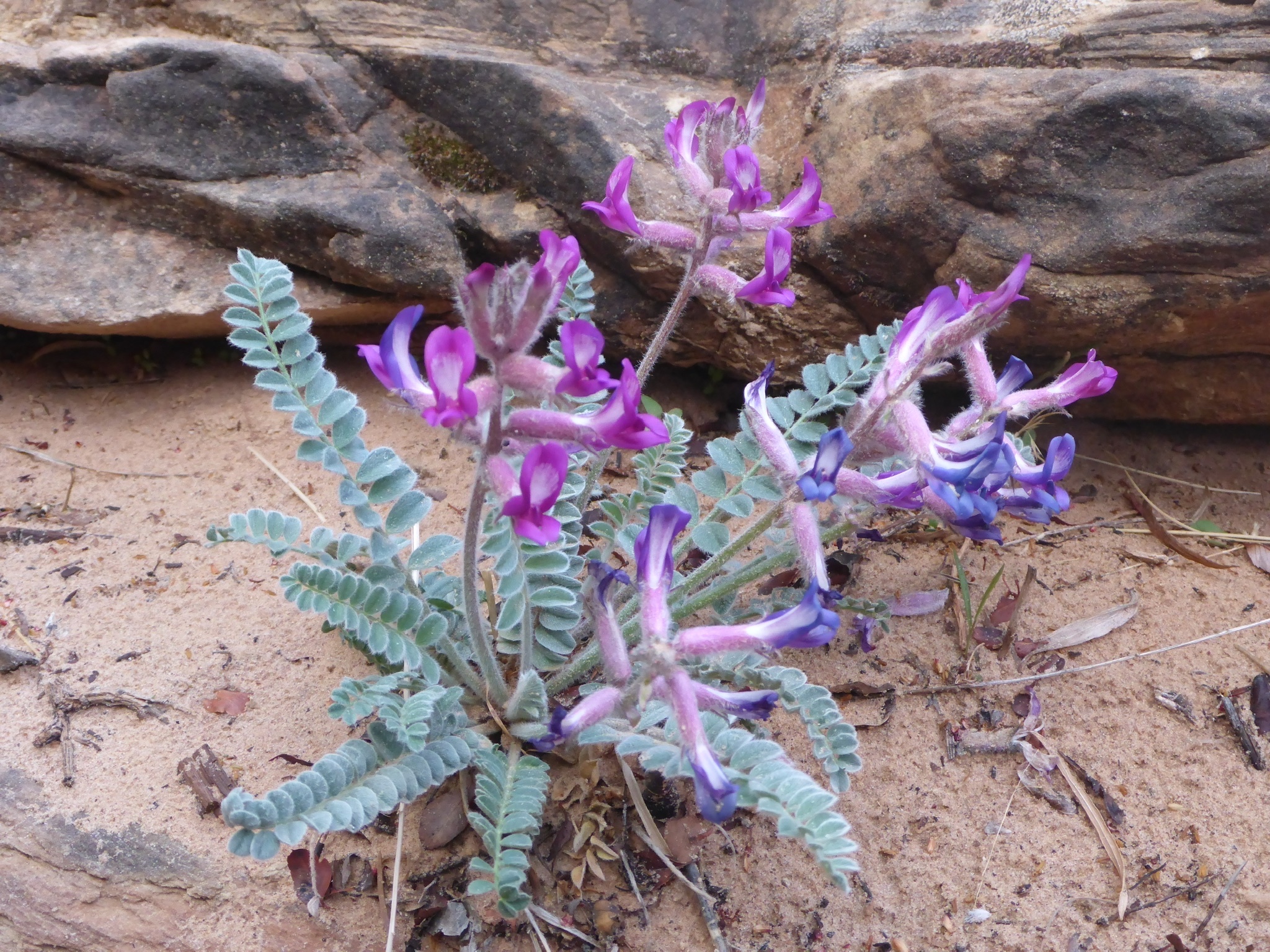 Astragalus mollissimus