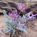 Woolly Locoweed - Photo (c) snowshoe7, some rights reserved (CC BY-NC)