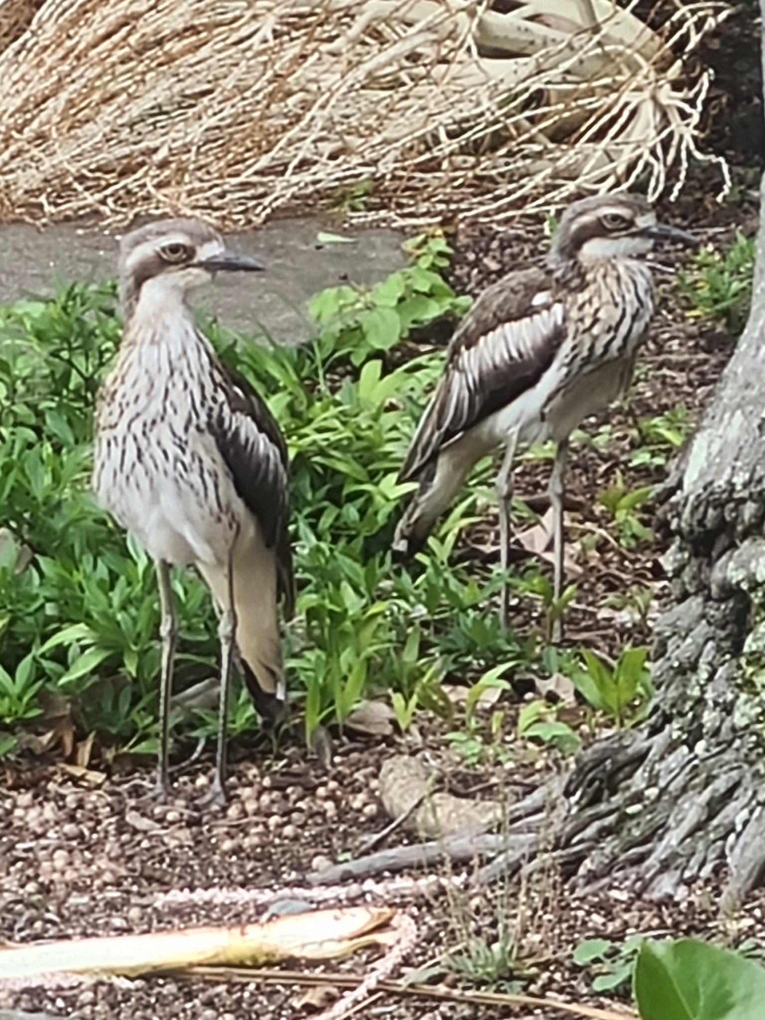 Bush Stone-curlew (Burhinus grallarius), photo 5