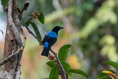Palawan Fairy-Bluebird photo 3
