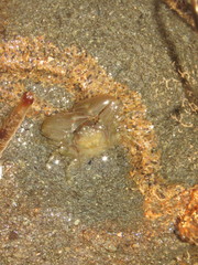 Petrolisthes cabrilloi