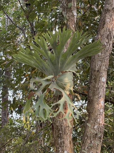 Platycerium holttumii, photograph 2