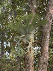 Platycerium holttumii, photograph (c) Kiwi Shen, some rights reserved (CC BY)