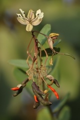 Cadaba fruticosa