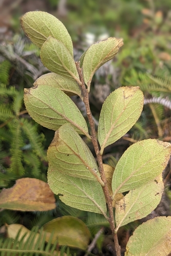 sapphire-berry (Symplocos paniculata)