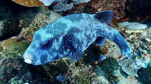 Bluespotted puffer (Arothron caeruleopunctatus) — Tetraodontidae — 3
