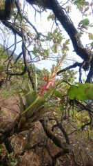 Tillandsia bourgaei