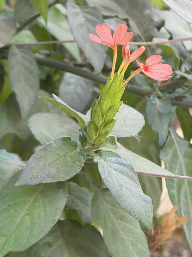 Hỏa hoàng – Crossandra infundibuliformis