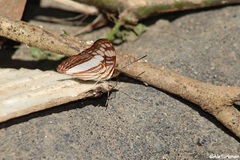 Adelpha phylaca phylaca