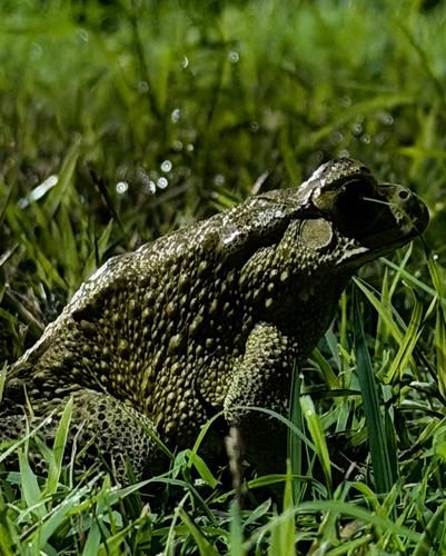 Duttaphrynus melanostictus