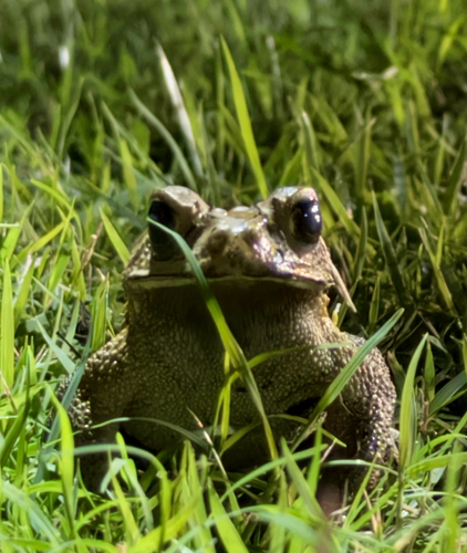 Duttaphrynus melanostictus