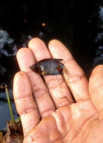Sphaerichthys osphromenoides
