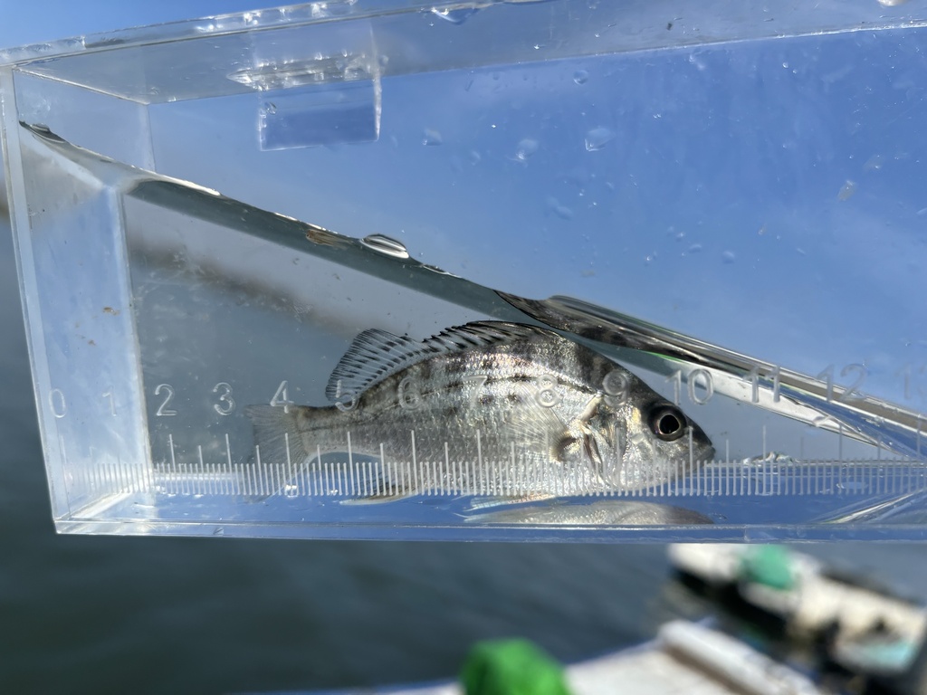 Barred javelin (Pomadasys kaakan) — Haemulidae
