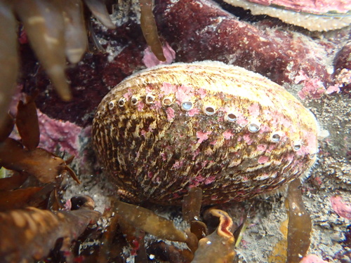 Haliotis australis