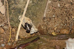 Castilia griseobasalis