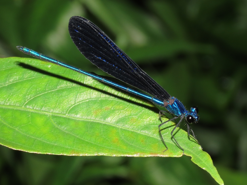 Vestalis luctuosa (Vestalis luctuosa)