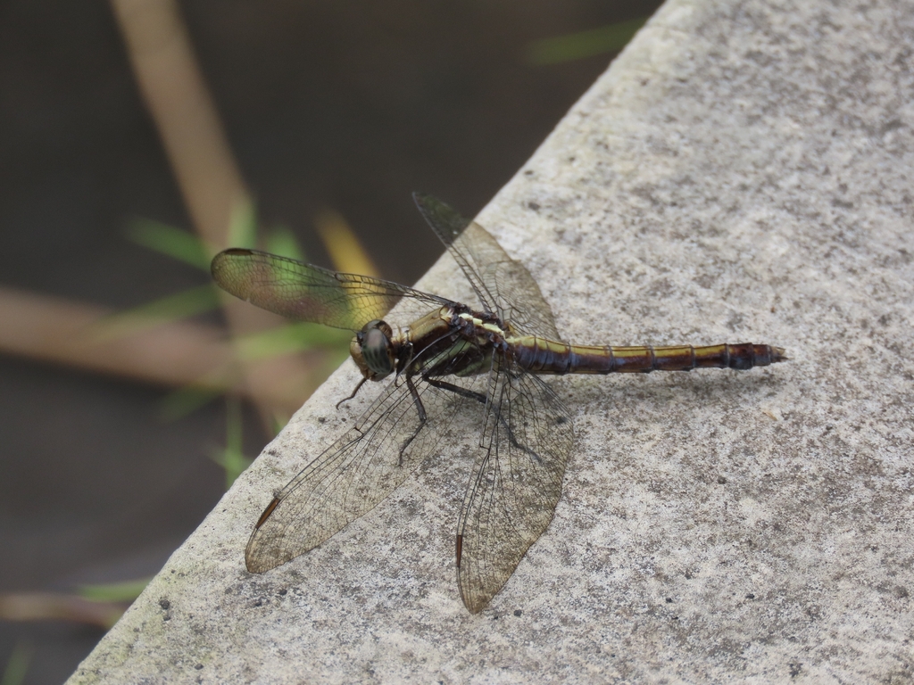 Orthetrum glaucum (Orthetrum glaucum)