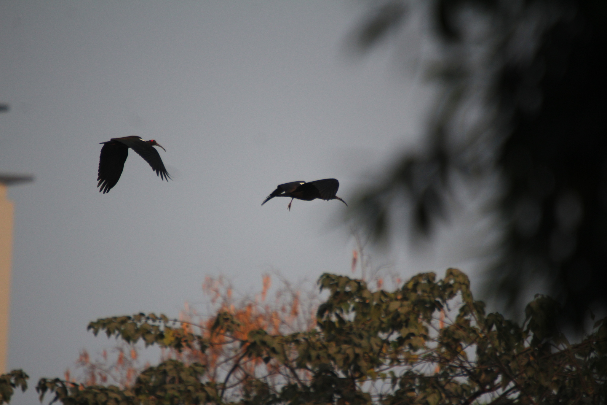 Red-naped Ibis (Pseudibis papillosa), photo 3