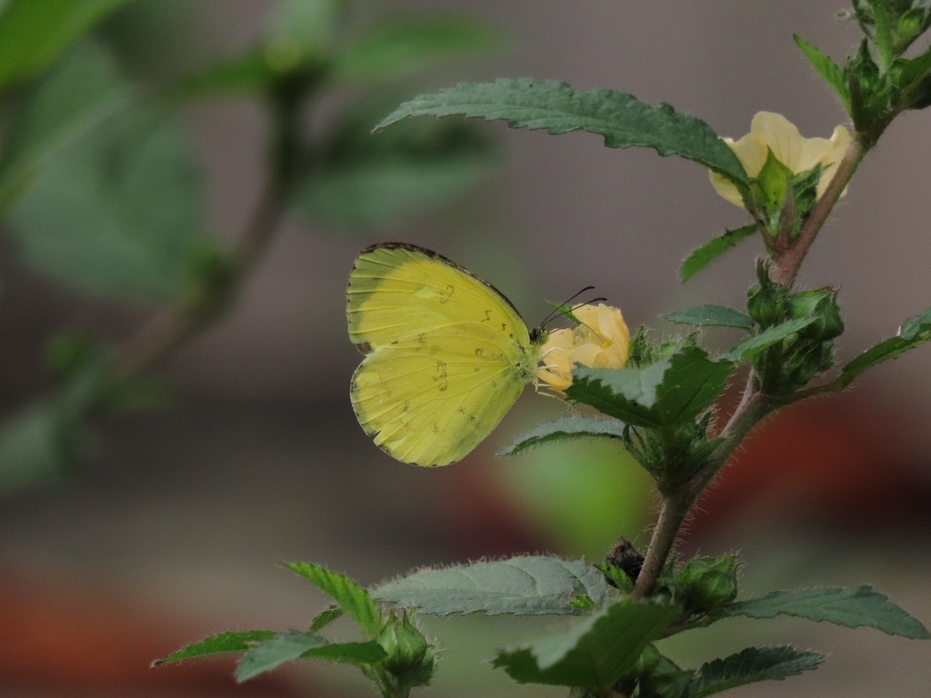 Three-spot Grass Yellow (Eurema blanda)