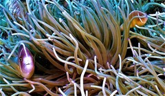 Amphiprion perideraion