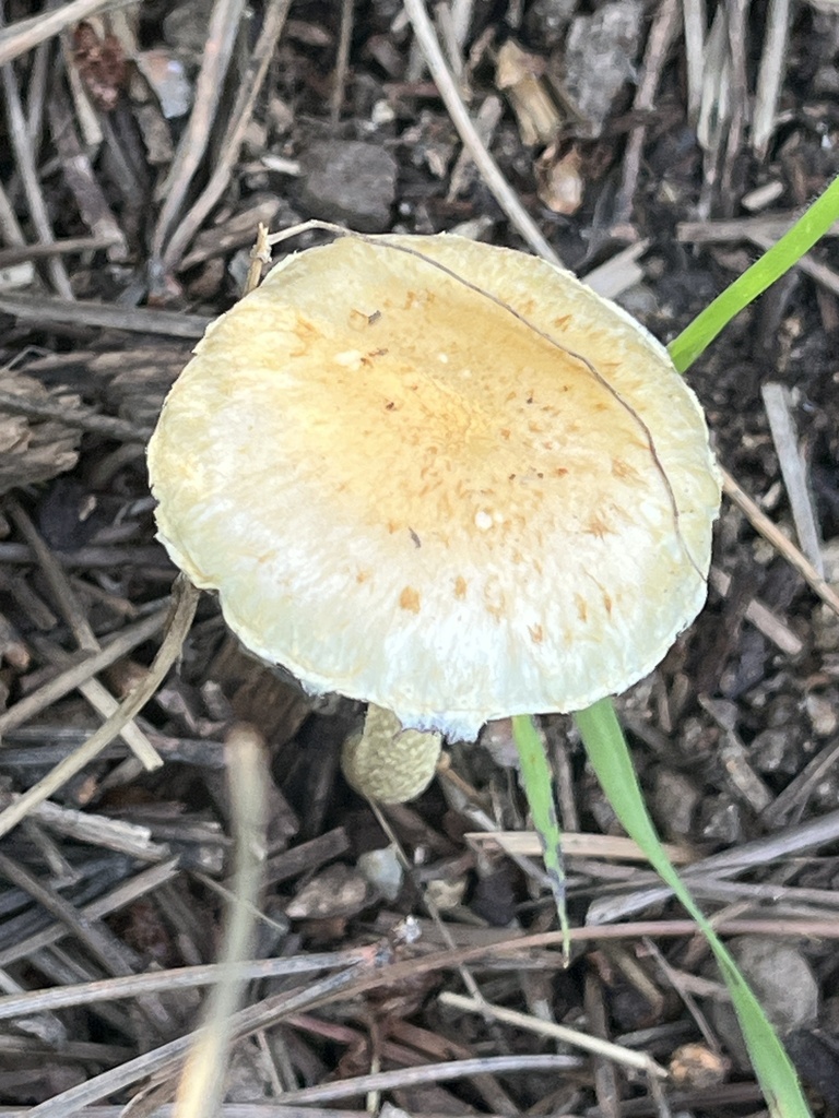 Leratiomyces percevalii · January 2026 · photo: © rich_fuller (iNaturalist, cc0)