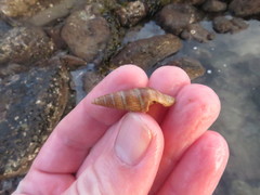 Ophiodermella inermis