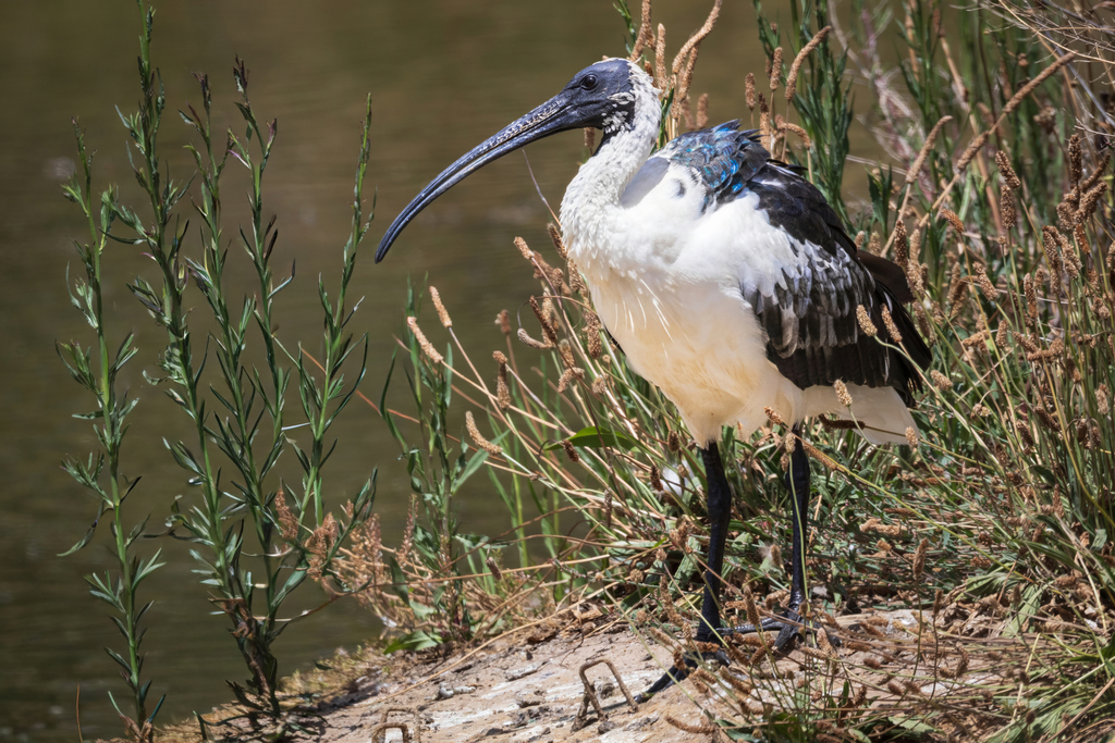 Australian × Straw-necked Ibis