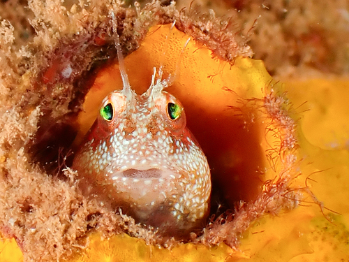 Mimoblennius observed 2026-01-18