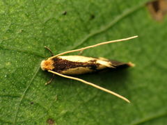 Isocorypha mediostriatella