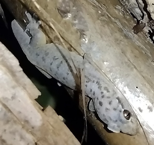 Gehyra mutilata observed 2026-01-09