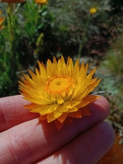 Xerochrysum subundulatum