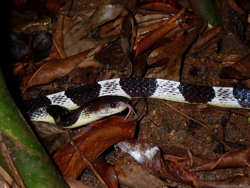 Malayan Krait
