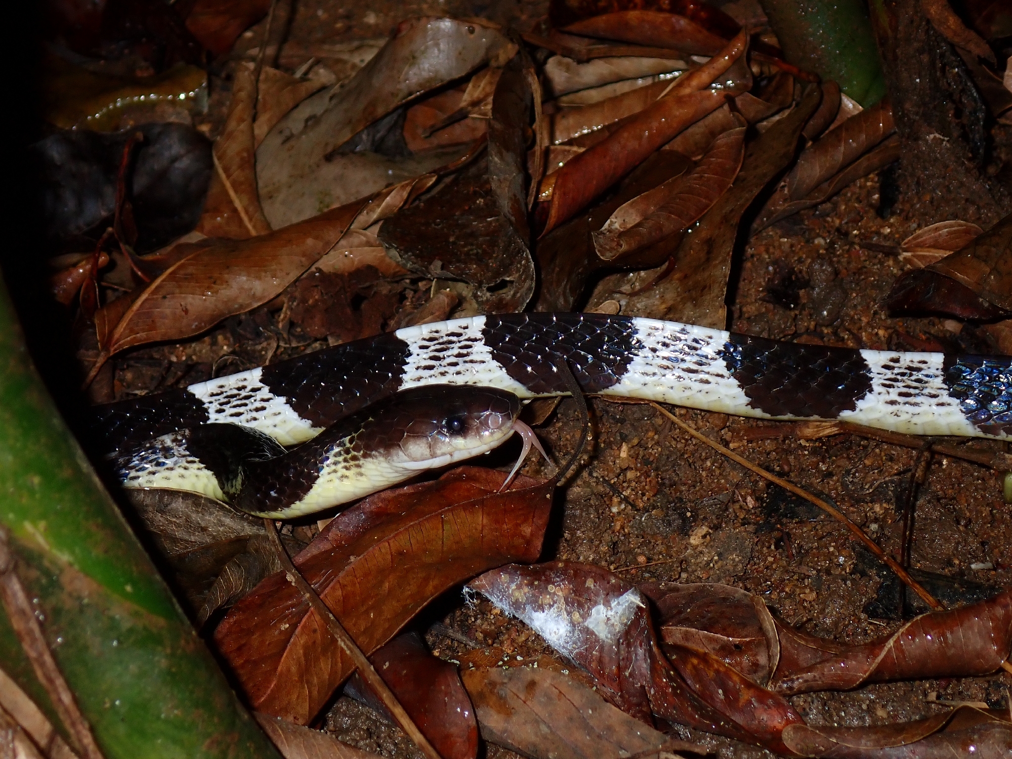 Bungarus sagittatus