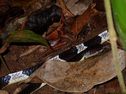 Malayan Krait