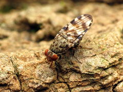 Pseudotephritis approximata