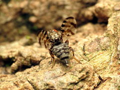 Pseudotephritis approximata