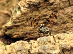 Pseudotephritis approximata