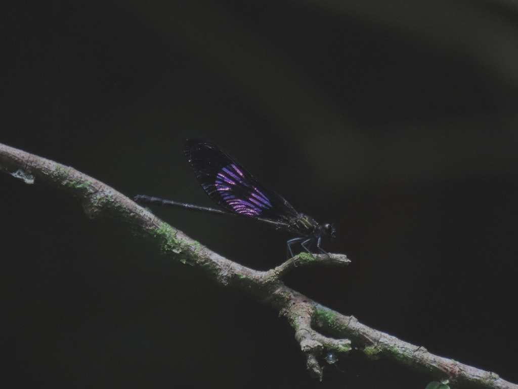 Euphaea variegata (Euphaea variegata)