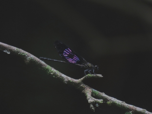 Euphaea variegata