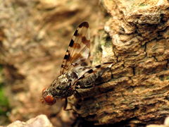 Pseudotephritis approximata